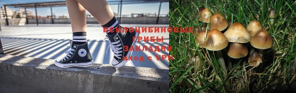 прущие грибы Бронницы