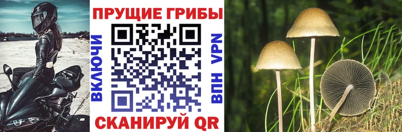 Псилоцибиновые грибы Psilocybe  маркетплейс наркотические препараты  Вельск 